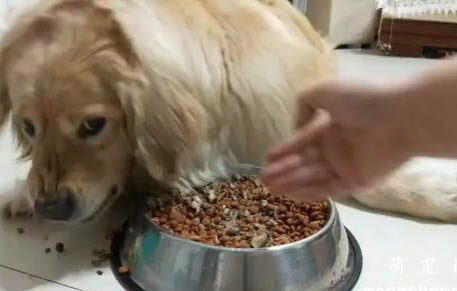 狗狗容易得細小嗎