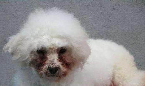 狗狗冬天怕冷嗎