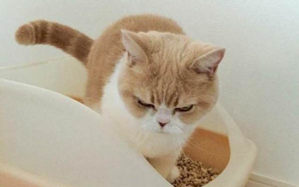 小貓不吃東西還吐黃水是什么原因