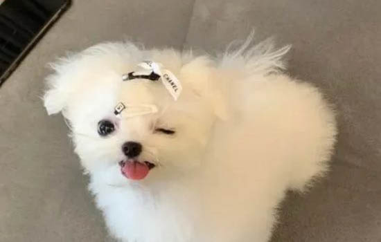 狗狗撕扯狗窩的原因及處理方法