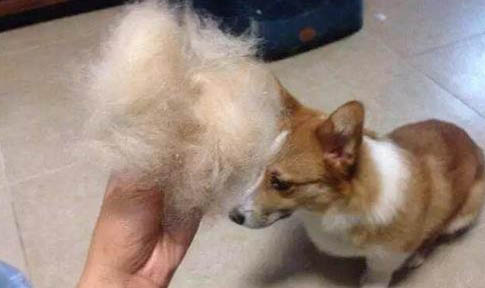 細小癥狀狗狗能活多久