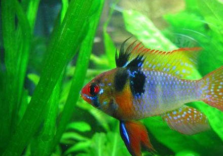 玻利維亞鳳凰魚怎么繁殖