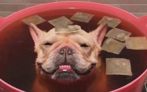 小狗睡覺時是怎么樣子的呢