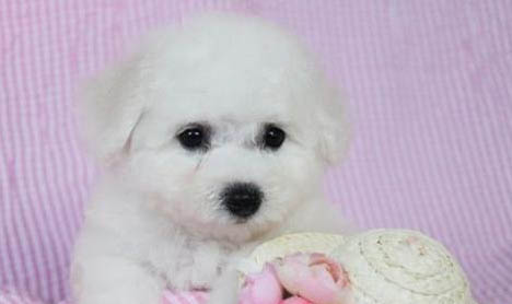 棉花面紗犬哪里有賣