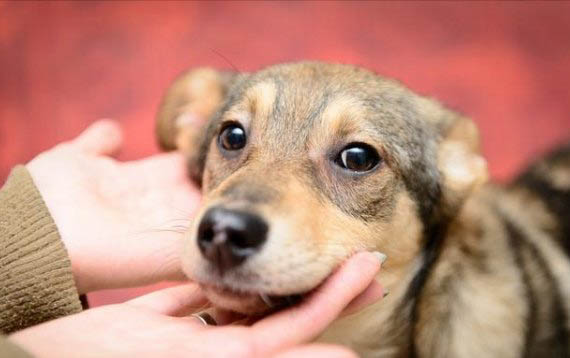 狗狗吞了豬骨頭多久才能消化