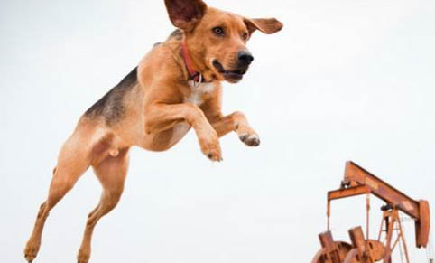 英國獵狐犬冠狀病毒愈后注意事項