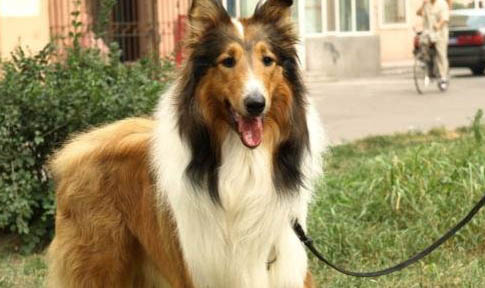 如何訓練蘇格蘭牧羊犬搜物