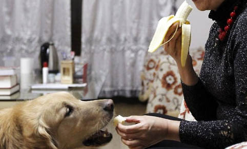 導(dǎo)盲犬品種有哪些