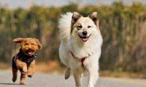 狗得犬瘟打多久的針