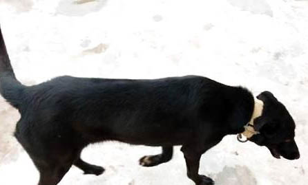 蘇俄獵狼犬的用途是什么