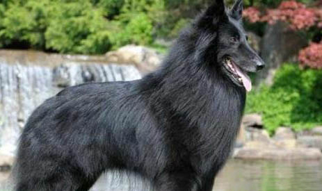 選購英國古代牧羊犬時要注意什么