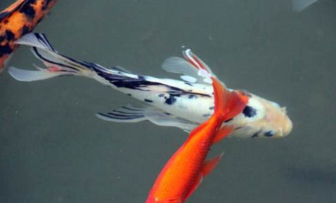 養錦鯉魚缸水渾濁原因和解決方案
