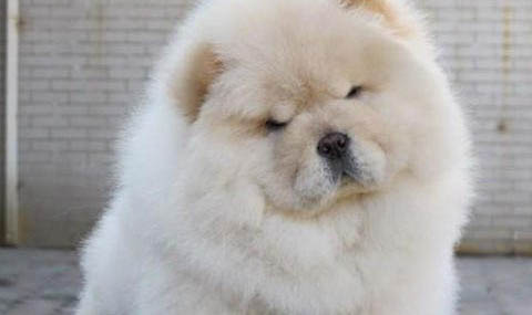 松獅犬和哈士奇哪個好養