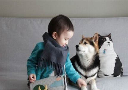 柴犬哪里有賣的