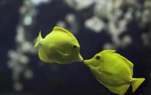 狗狗流鼻涕打噴嚏