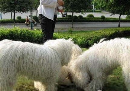 可蒙犬為什么不愛吃東西？處理方法和注意事項
