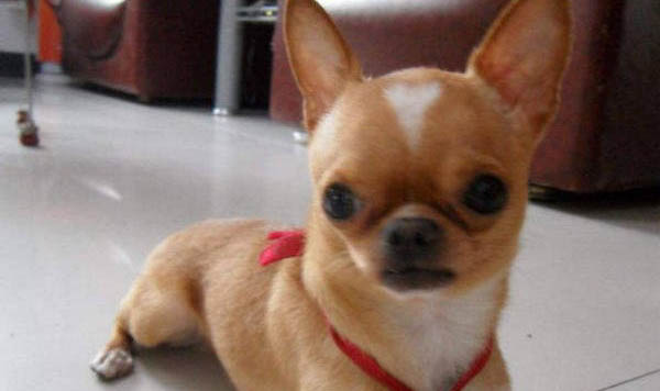 吉娃娃和鹿犬哪個(gè)好