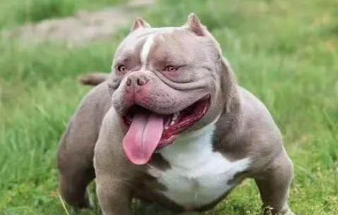惡霸犬可以順產(chǎn)嗎？