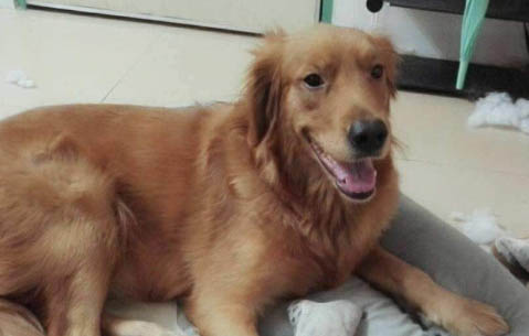 狗細小病和犬瘟治療用什么藥好