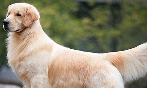 金毛犬幼犬狗瘟癥狀有哪些