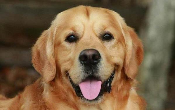 犬瘟細小病毒存活時間是多久