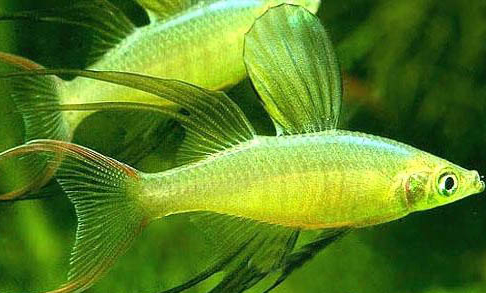 觀賞魚水質分類介紹