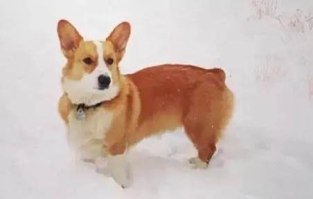 比利時特伏丹犬補(bǔ)鈣最快的方法