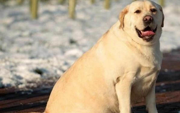 斗牛犬和八哥犬有什么區(qū)別