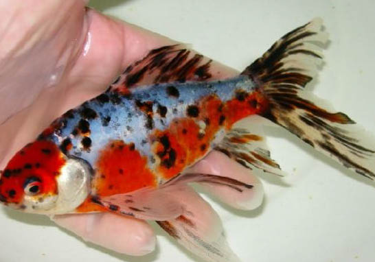草金魚三厘米大一年能長多大呀