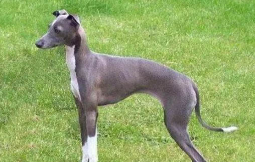 靈緹犬性格