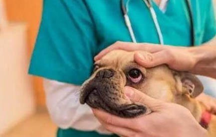 狗狗腿哆嗦怎么回事啊