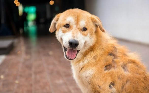 狗狗眼角有淚痕是什么造成的