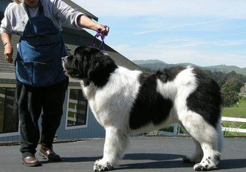 紐芬蘭犬口吐白沫的原因及處理方法