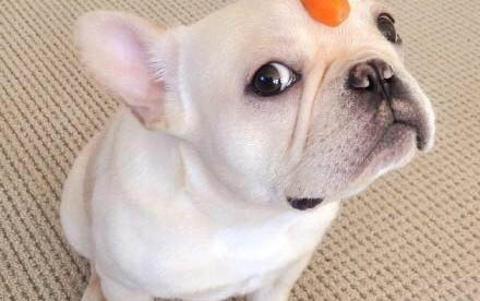 幼犬在籠子里一直叫怎么辦