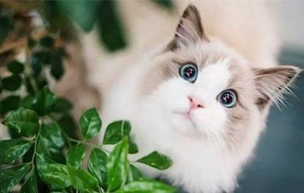 小貓剪臍帶教程