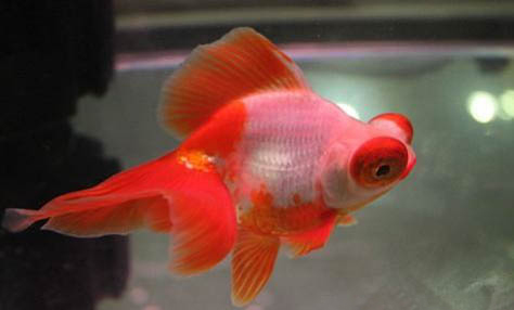 金魚(yú)一次喂幾顆飼料