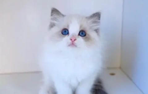 新手如何正確飼養布偶貓?