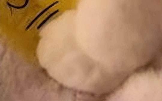 貓咪洗澡一般多久一次
