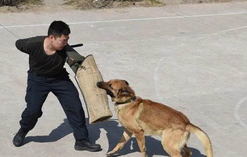 兩人同養狗狗認誰主人