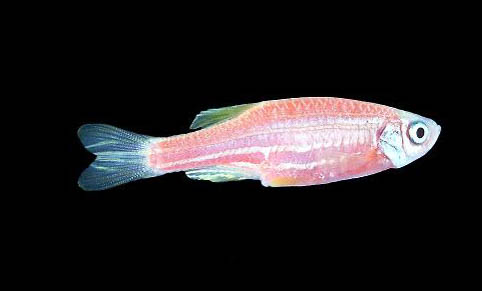 斑馬魚懷孕多久產卵了