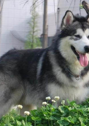 大型犬白色的有哪些