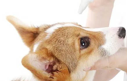 狗狗每年要打的疫苗有哪些