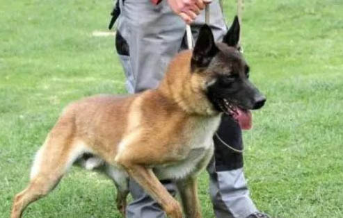 馬犬基本動作訓練訣竅有哪些