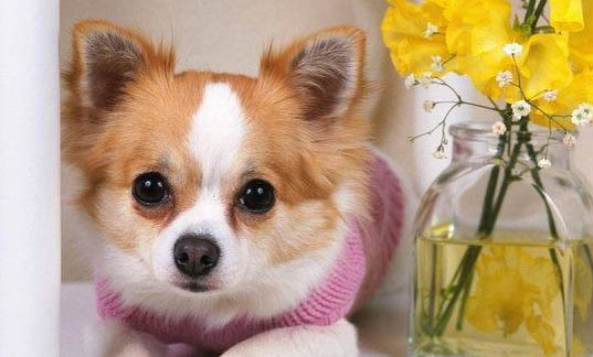 狗狗真菌會傳染人么?