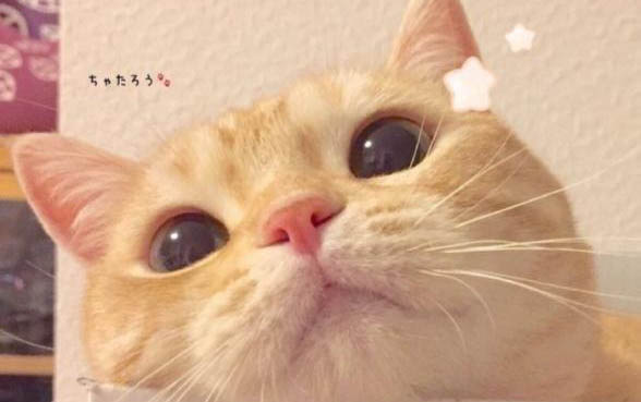 小貓嗓子突然啞了怎么辦