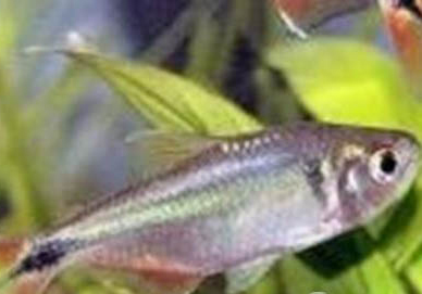 魚老是沉在缸底不游動