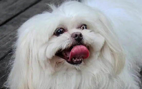 狗狗體內驅蟲多久做一次