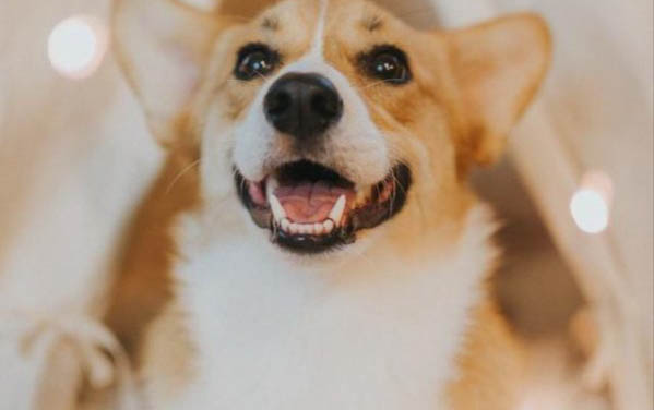 狗狗一直打嗝一抽的