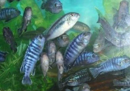 便宜好養的大型熱帶魚