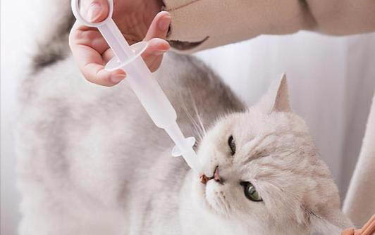 請問貓咪嘔吐的原因及處理方法?